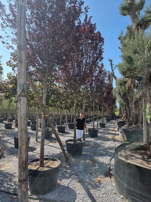 Prunus Nigra Cerasifera ( corcoduș rosu )