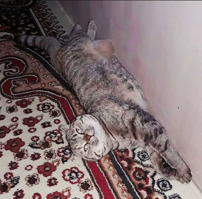 Aqiliy Mushikcha Qiz