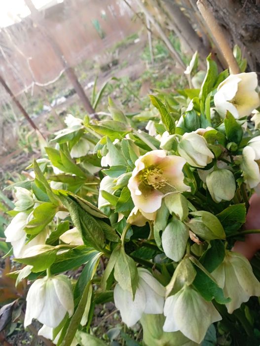 Продаются цветы  морозники