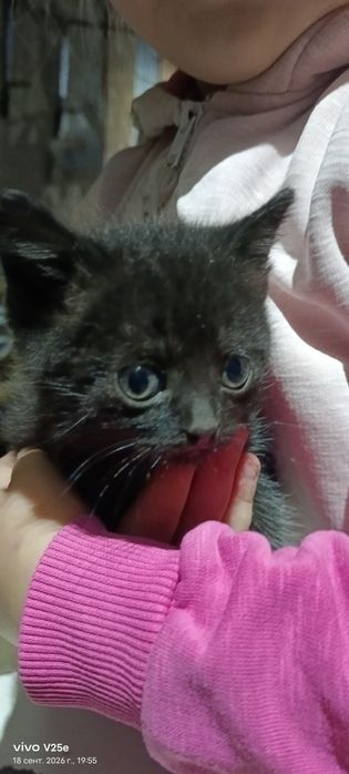 Отдам котят в хорошие руки