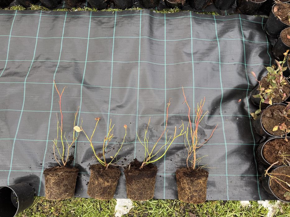 Американска боровинка  саксия с2 на цената на саксия Р9