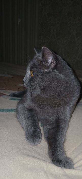 Мушук сотилади зотдор