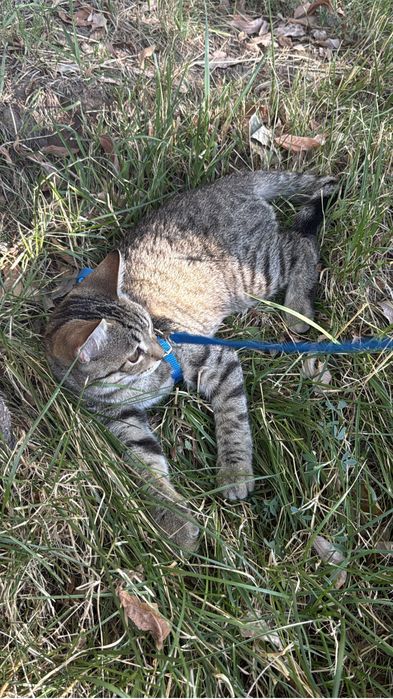 отдам котенка в добрый руки