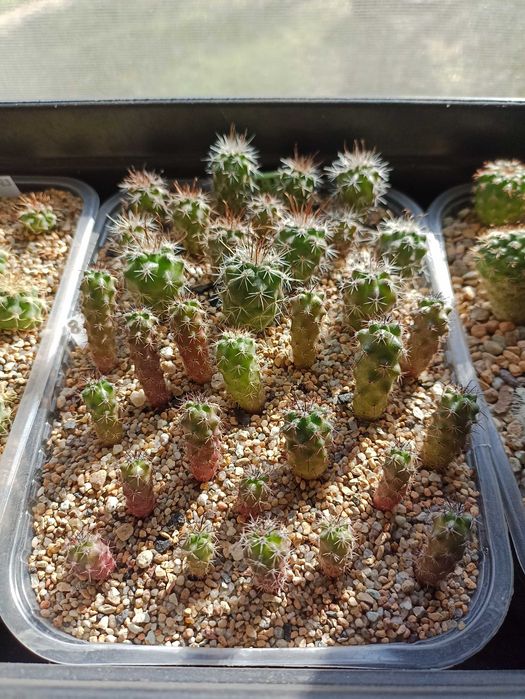 Продам кактусы,комнатные растения