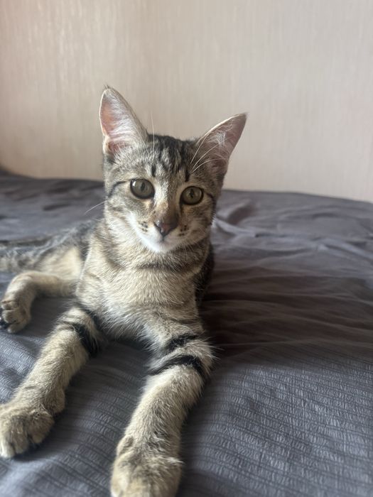 Бенгальский котёнок