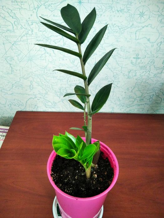 Продам Замиакулькас