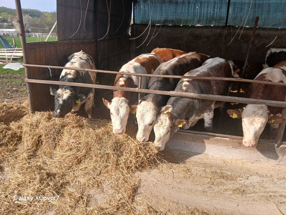 Vand 40 de taurasi, 20 lei + ANAF