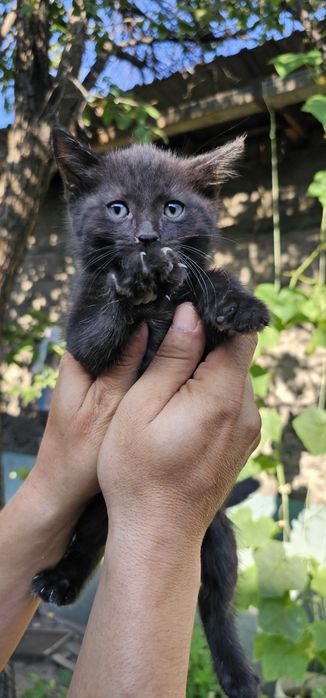 Котята. Бесплатно 

Малыши очень ласковые,
