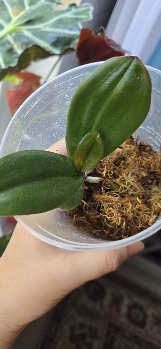 Продам детку красивой орхидеи