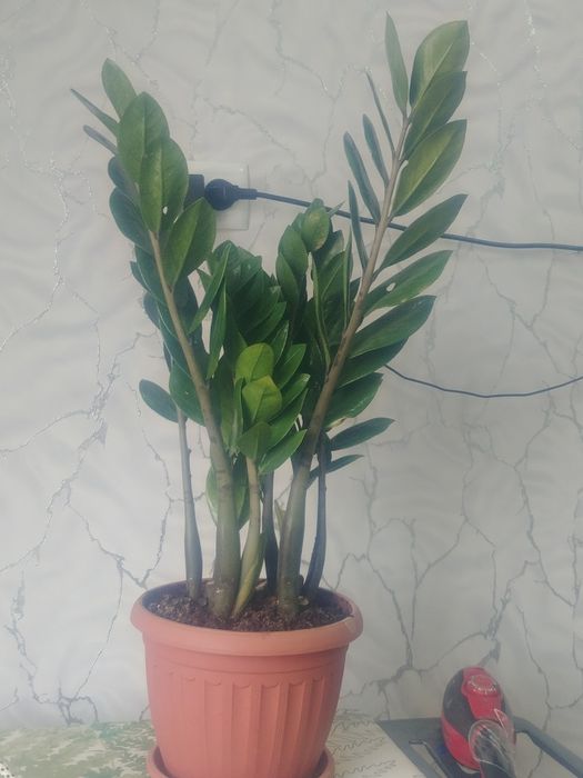 Рост 70см два клубня