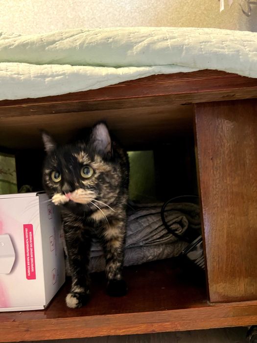 кошечка в добрые руки!