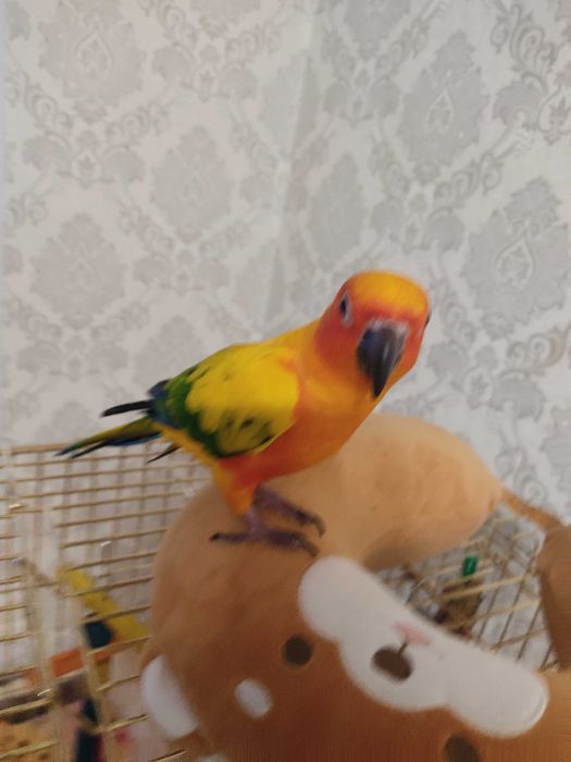 Попугай солнечная аратинга