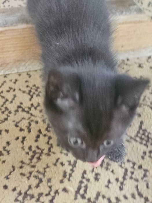 Отдам кошку и котят