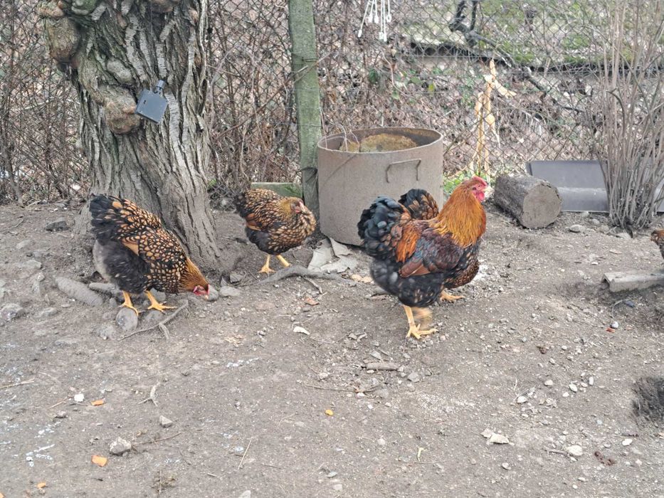 Oua wiandote GSG de vânzare