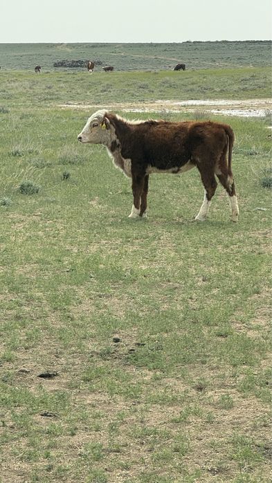 Продаются телята годовалые