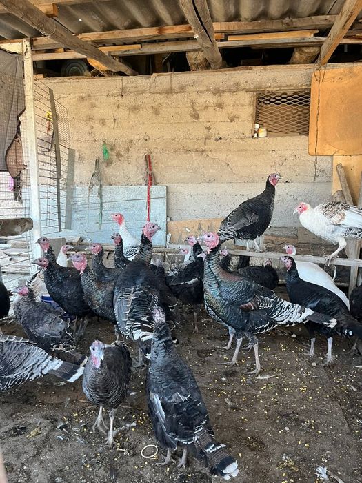 Индюки 12 000 тг