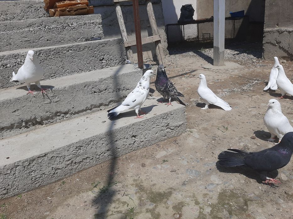 Широкохвостые Голубий продаётся