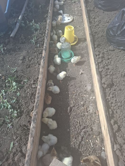 Продаются цыплята