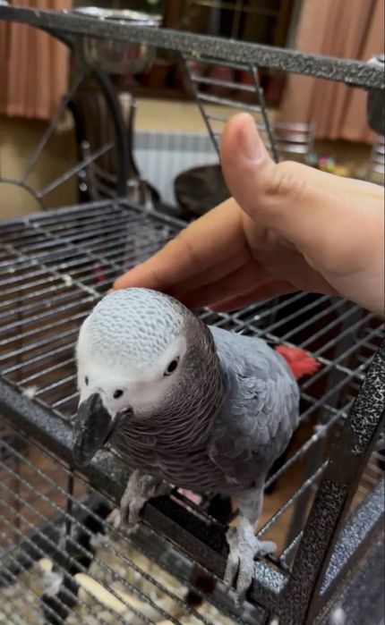 Говаряший Попугай Jako