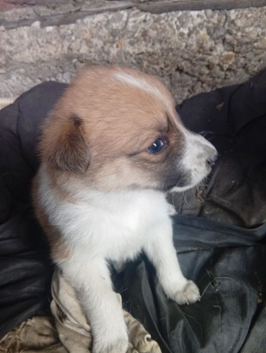 Отдаю щенков добрые руки