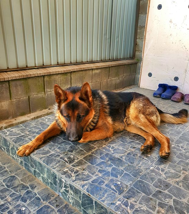 Собаку в добрые руки