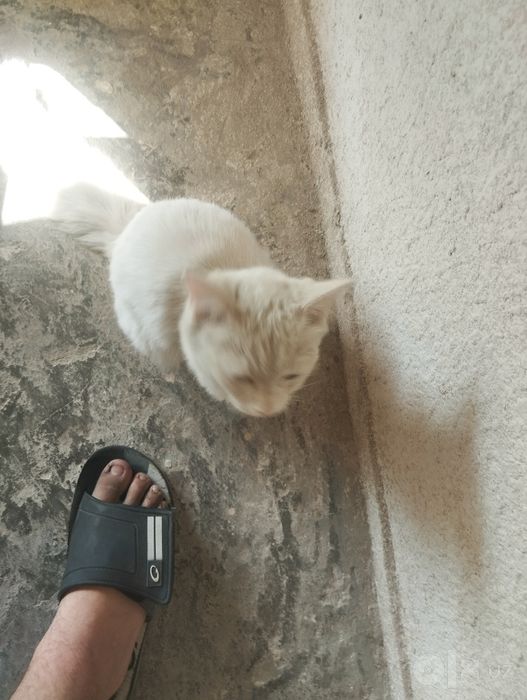 Очень милый котенок