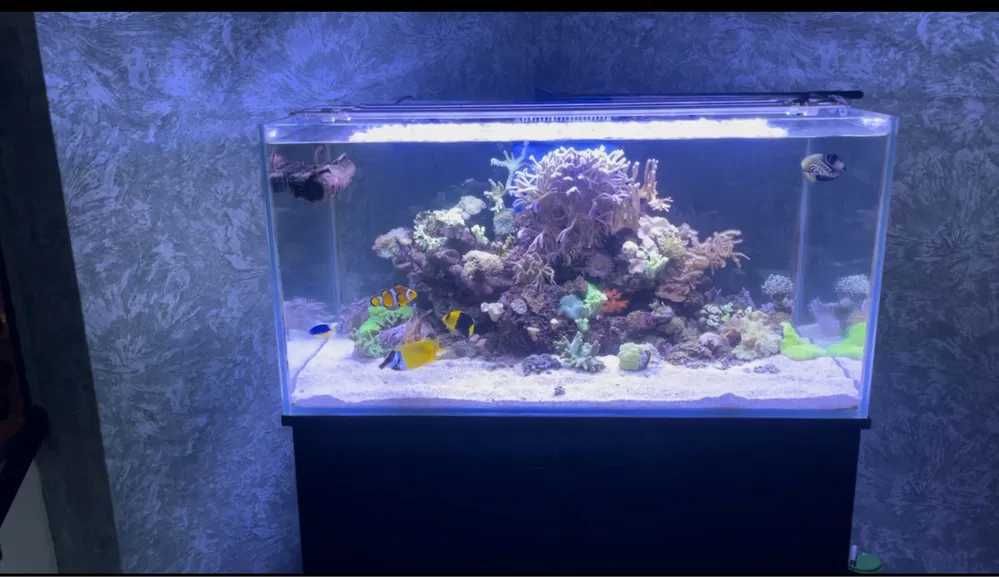 РЕМОНТ морских аквариумов AQUASTORE