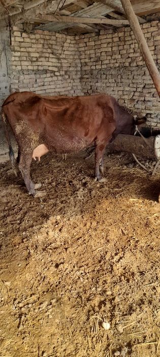 Она бола сигир сотилади