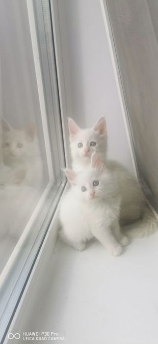 Мейн кун белые котята