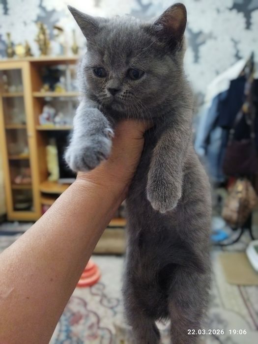 Продается шотландский котёнок Скотиш страйт