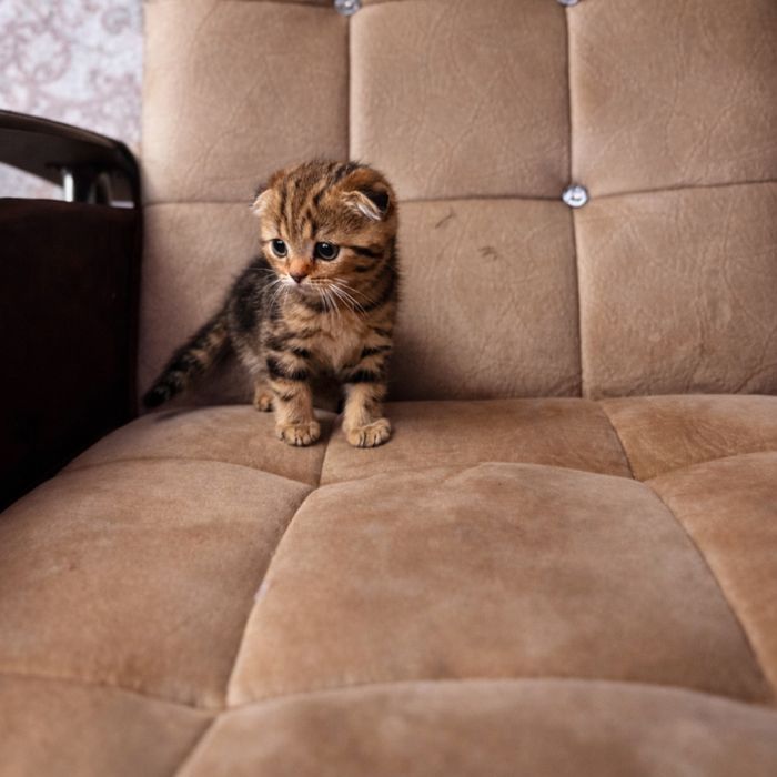 Продаются срочно скоттиш фолд мальчик