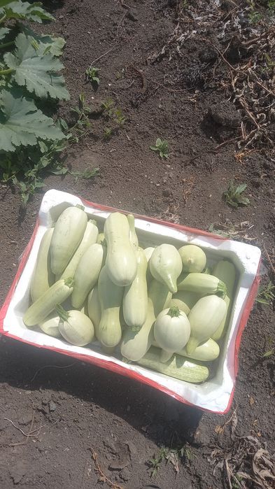 Продам домашние кабачки