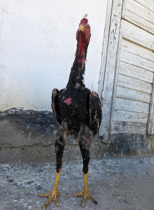 Дәкен қораз сатылады шөже