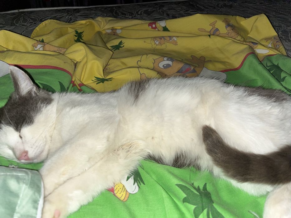 кошки в хорошие руки