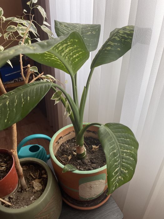 Цветы комнатные продам дешево от 1200 тенге