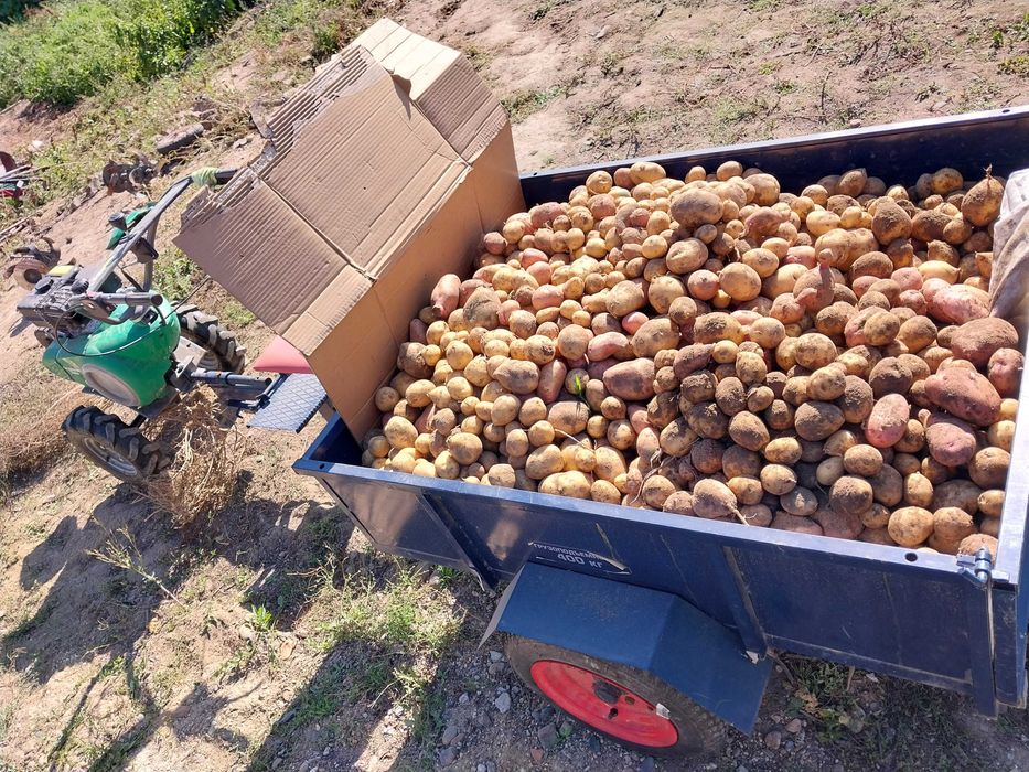 Картофель домашний