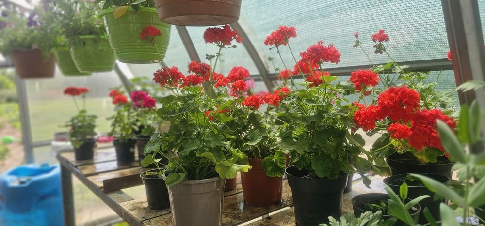 В продаже  герани