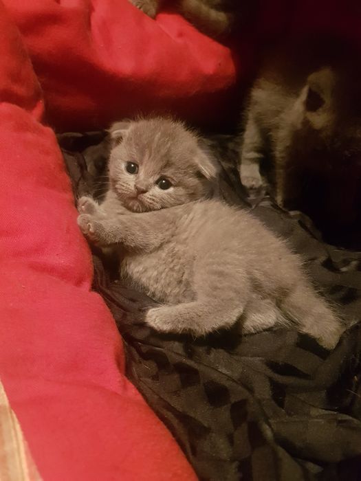 Вес вопросы на вотсап, котята мальчики и девочки, 1.5 мес