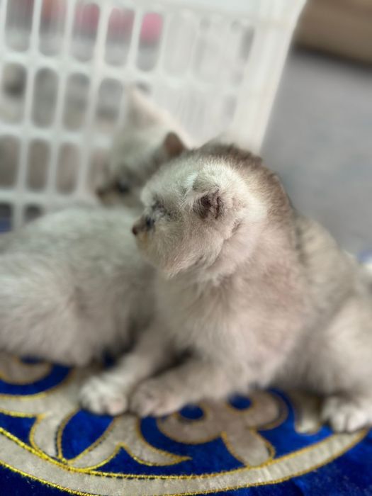 Котяты породы Шиншилла