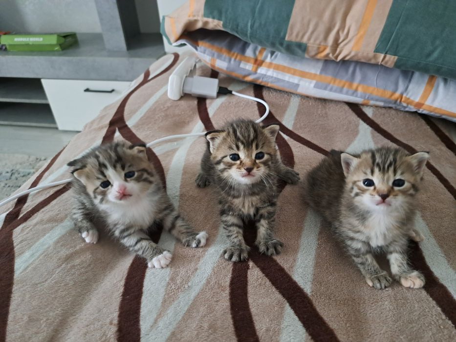 Продаются котята