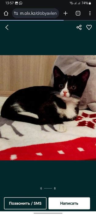 Полупородистые КотЯта