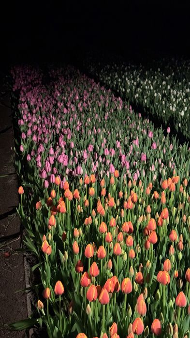 Продам оптом тюльпаны