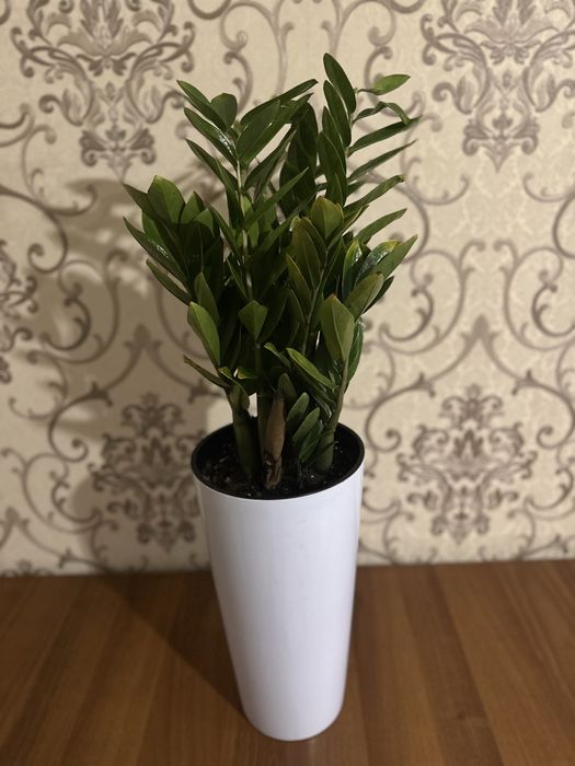 Замиокулькас (долларовое дерево)