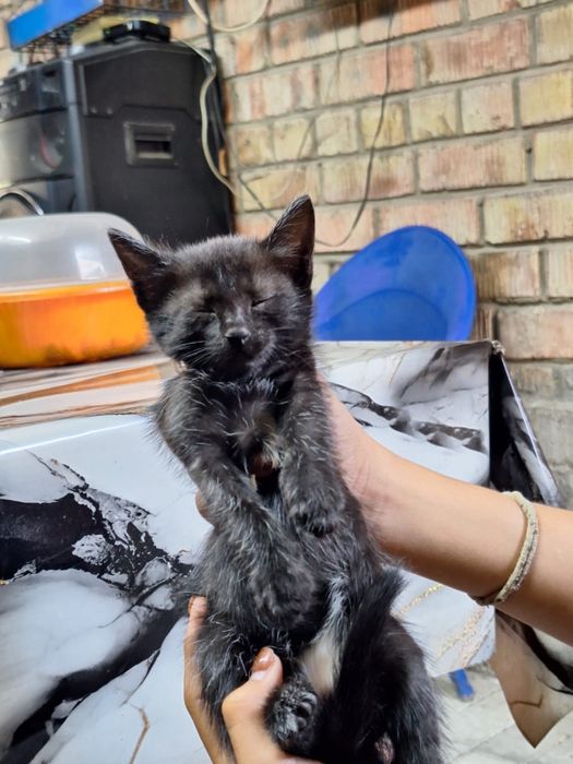 Отдам котят бесплатно
