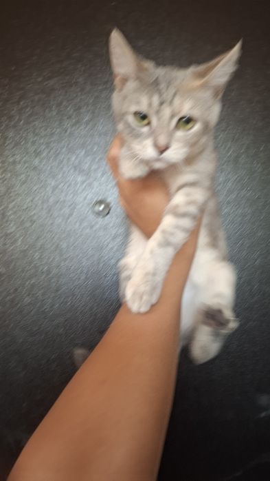 Котята ищят хозяев