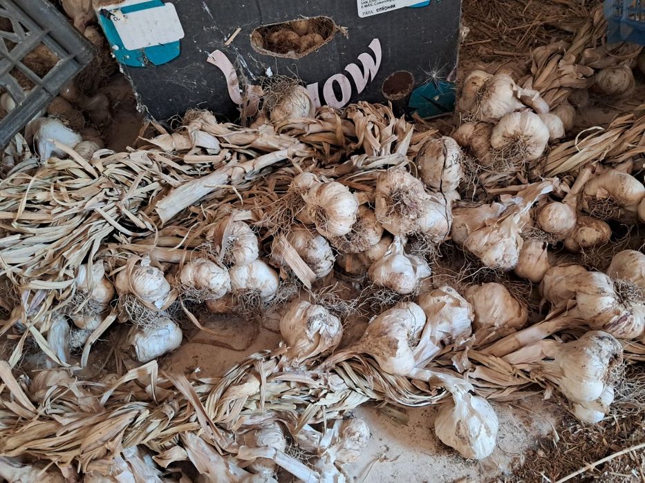 Usturoi BIO de toamnă