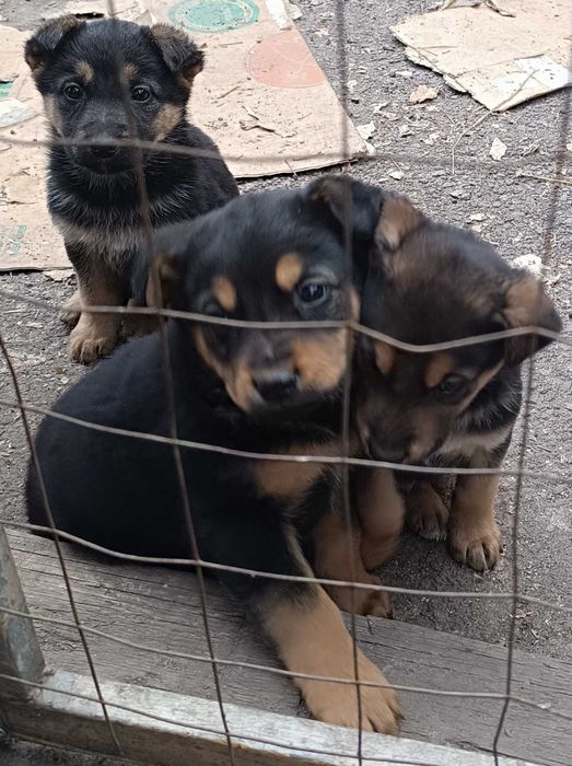 Продам щенков, метисы