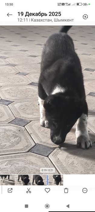 Тобет ит Арлан 4 месяц