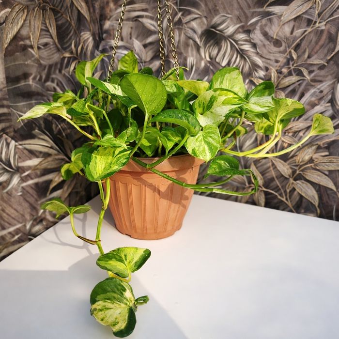 Продам Эпипремнум МАРБЛ ЭППЛ