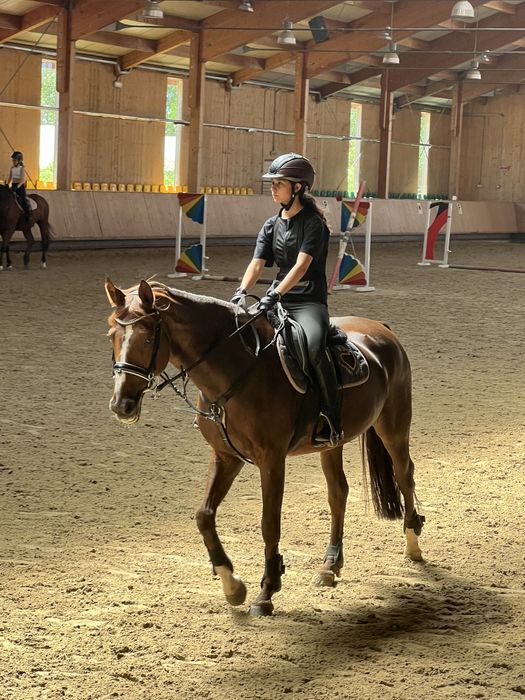 Cazare/pet sitter/ pensiune pentru caini